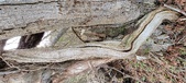 Enlarge photo 350
