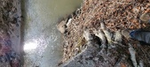 Enlarge photo 341