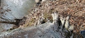 Enlarge photo 339