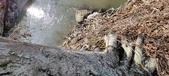 Enlarge photo 351