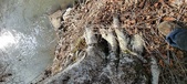 Enlarge photo 336
