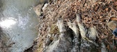 Enlarge photo 352