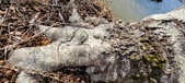 Enlarge photo 335