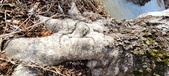 Enlarge photo 334