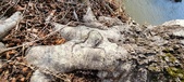Enlarge photo 333