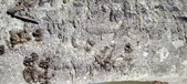 Enlarge photo 330