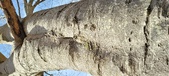 Enlarge photo 320