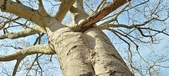 Enlarge photo 322