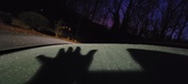 Enlarge photo 272