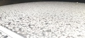 Enlarge photo 475