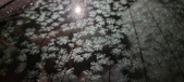Enlarge photo 479
