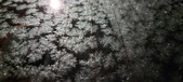 Enlarge photo 476
