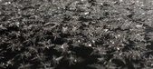 Enlarge photo 486