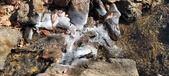 Enlarge photo 39