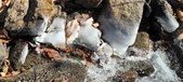 Enlarge photo 43
