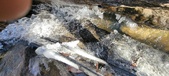 Enlarge photo 57