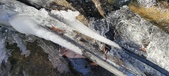 Enlarge photo 62