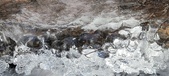 Enlarge photo 64