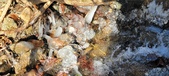 Enlarge photo 74