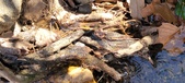Enlarge photo 83