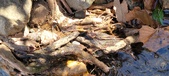 Enlarge photo 85