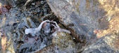 Enlarge photo 98