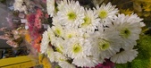 Enlarge photo 107