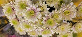 Enlarge photo 112