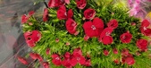 Enlarge photo 113