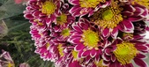 Enlarge photo 118
