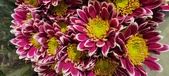 Enlarge photo 119