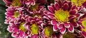 Enlarge photo 120