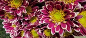Enlarge photo 121