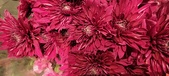 Enlarge photo 124