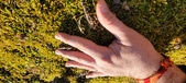 Enlarge photo 171