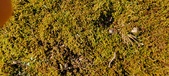 Enlarge photo 176
