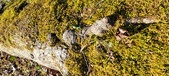 Enlarge photo 177