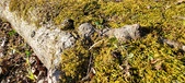 Enlarge photo 186