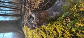 Enlarge photo 190