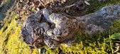 Enlarge photo 192