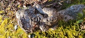 Enlarge photo 193