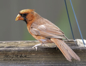 Enlarge photo 23
