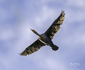 Enlarge photo 28