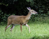 Enlarge photo 37
