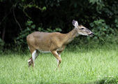 Enlarge photo 38