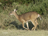 Enlarge photo 39