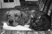 Pets