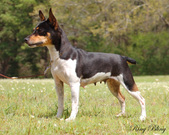 Tehya