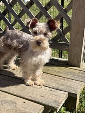 Our Mini Schnauzers
