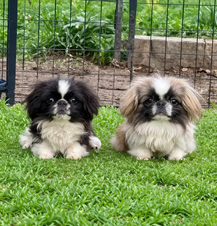 Our Pekingese